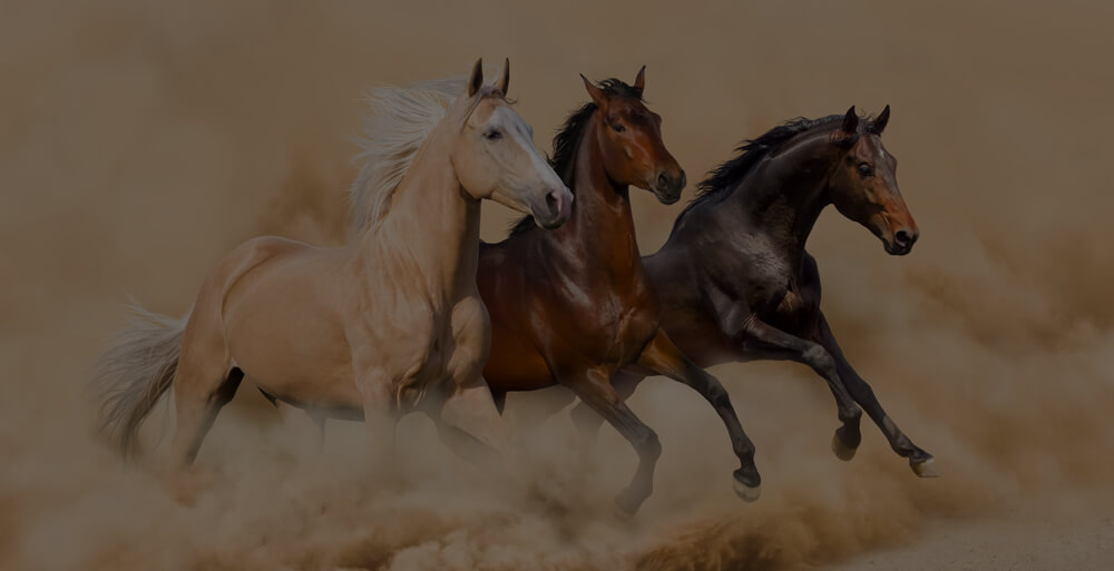 Mullumbimby-horse-riding-lessons